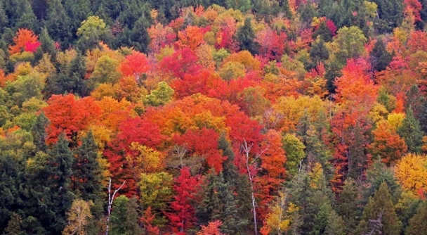 ローレンシャン高原：世界で最も美しい紅葉狩りを楽しみませんか？