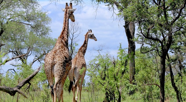 タンザニアの多様な野生動物や豊かな大自然は人類の宝！美しい地球を守りたい！