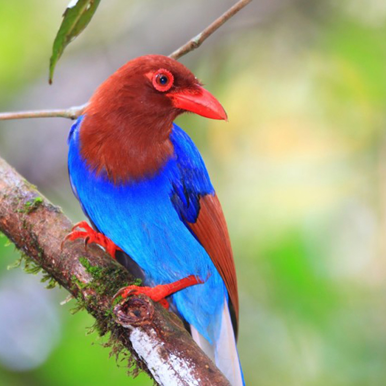 スリランカ・ハイキング！世界遺産シンハラージャ森林保護区で野鳥観察の旅はいかが？