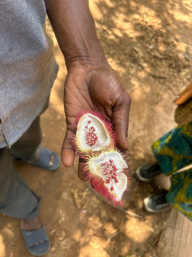カラーズ　オブ　ザンジバル 3