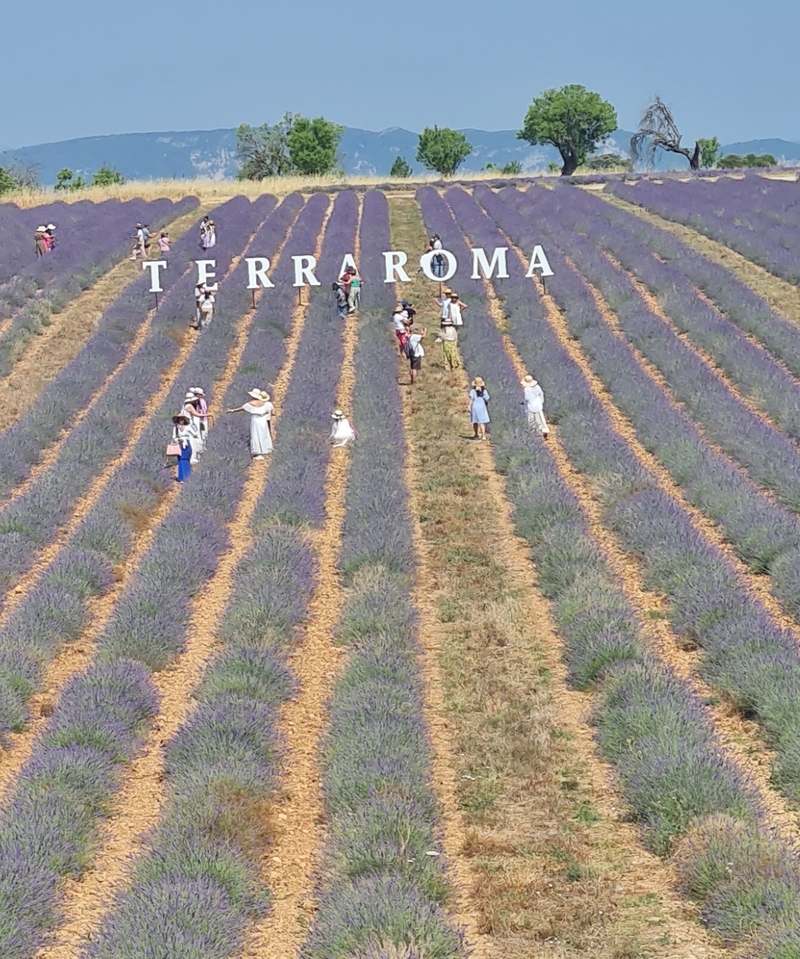 プロヴァンストラベル 3