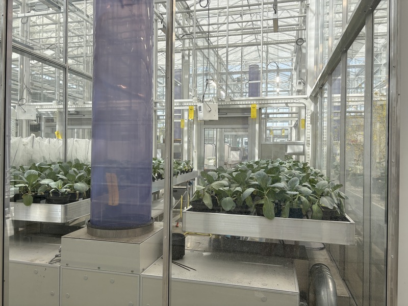 コウサク オランダ 2