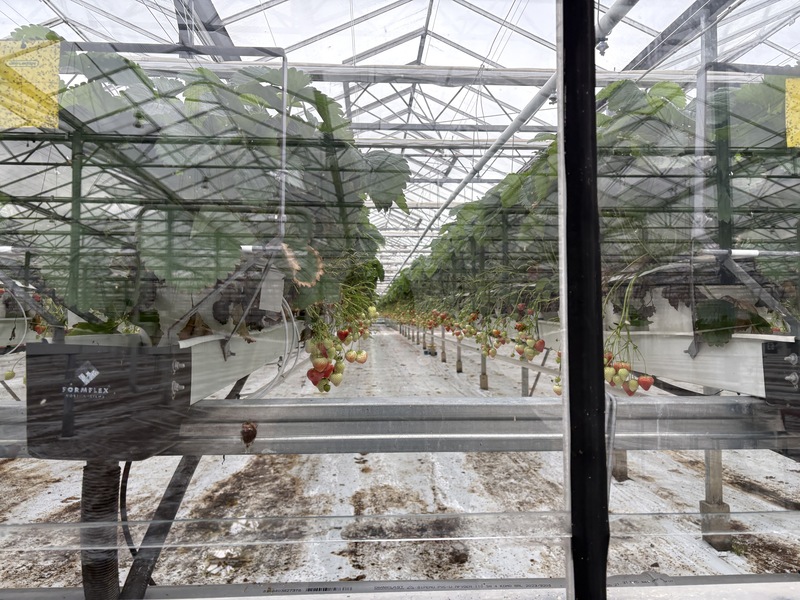 コウサク オランダ 4