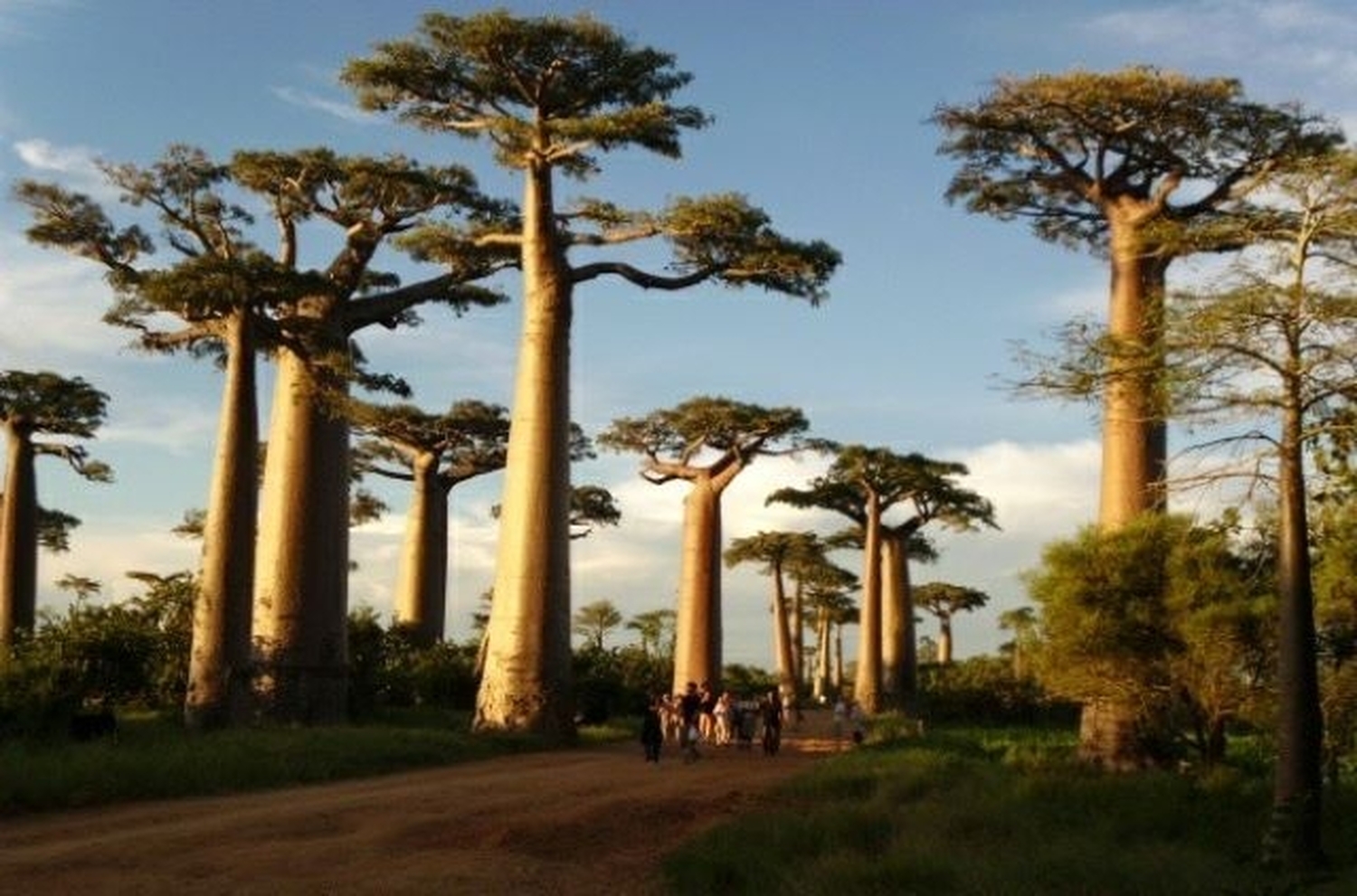 CGアニメより面白い！？映画『マダガスカル』の舞台へ。バオバブとキツネザルの島を巡る8日間の旅