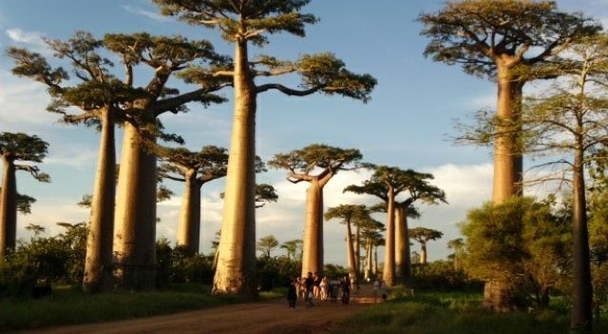 CGアニメより面白い！？映画『マダガスカル』の舞台へ。バオバブとキツネザルの島を巡る8日間の旅