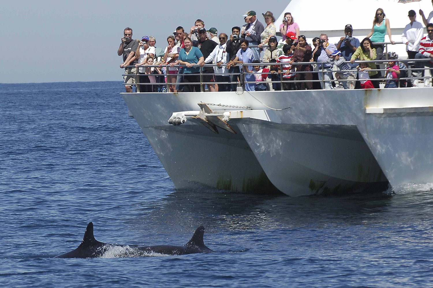 シドニーまで来たら外せない！イルカ&times;砂丘&times;動物体験 ポートスティーブンス完全満喫1日ツアー