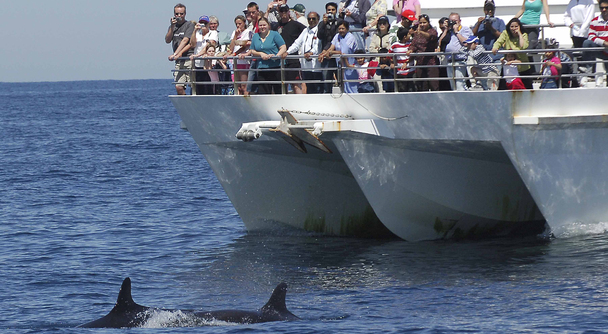 シドニーまで来たら外せない！イルカ&times;砂丘&times;動物体験 ポートスティーブンス完全満喫1日ツアー