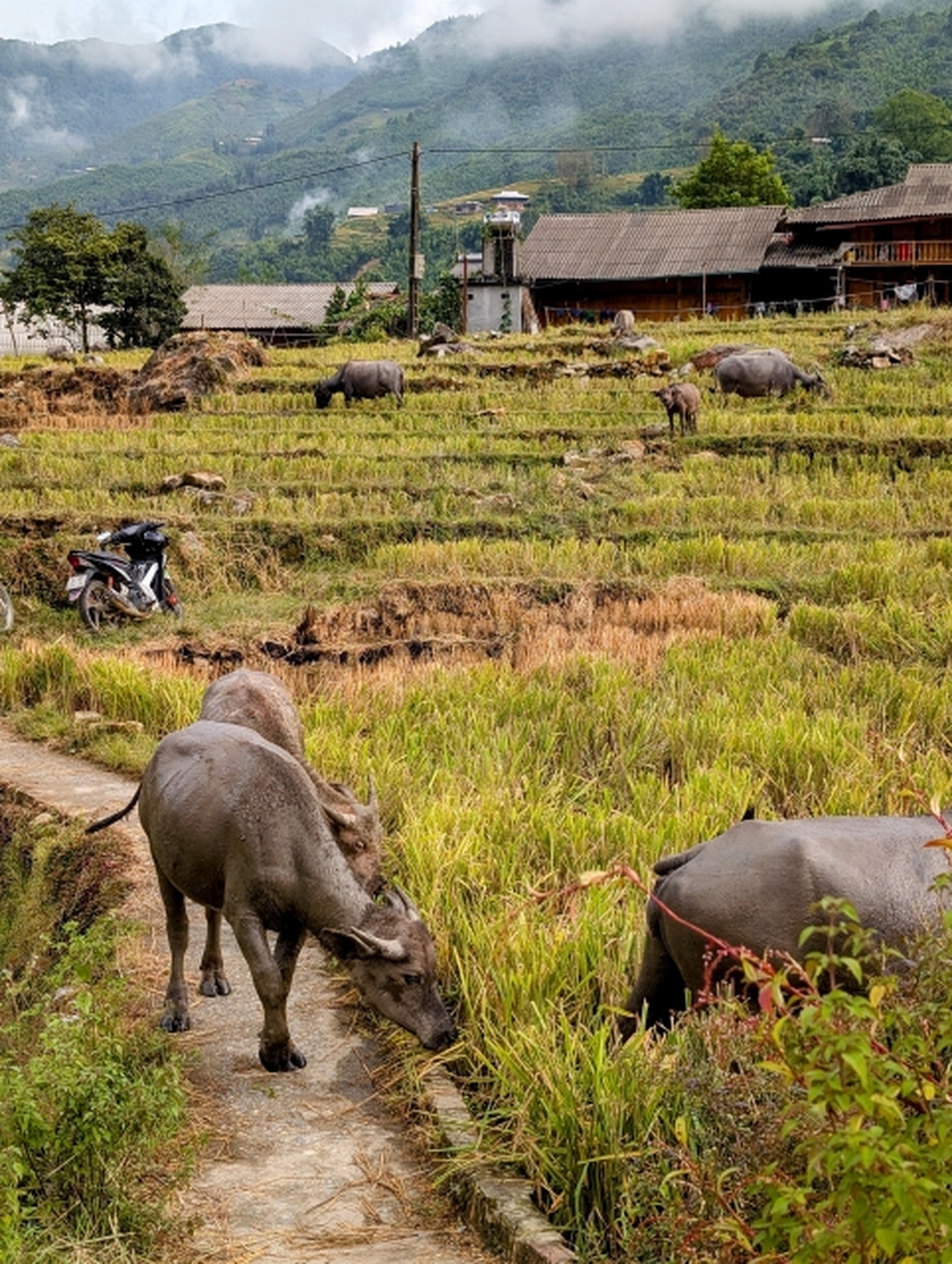 少数民族の知恵に触れる旅｜棚田と薬草風呂などが紡ぐサパのサステイナブル文化