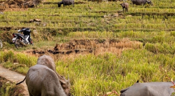 少数民族の知恵に触れる旅｜棚田と薬草風呂などが紡ぐサパのサステイナブル文化