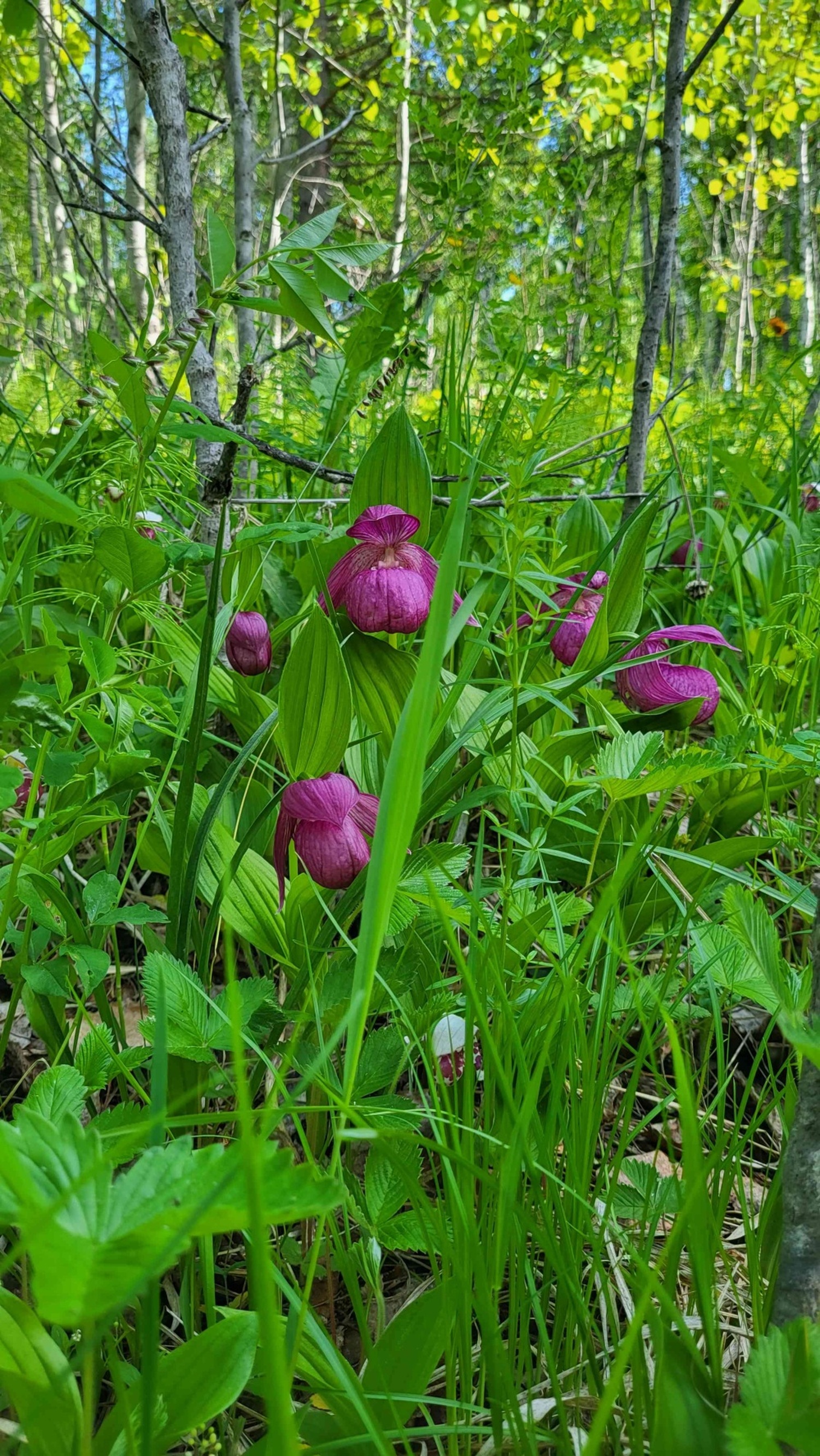 今しか出会えない&ldquo;幻の花&rdquo;アツモリソウ群生へ｜フラワーハイキングとゲルキャンプを満喫！