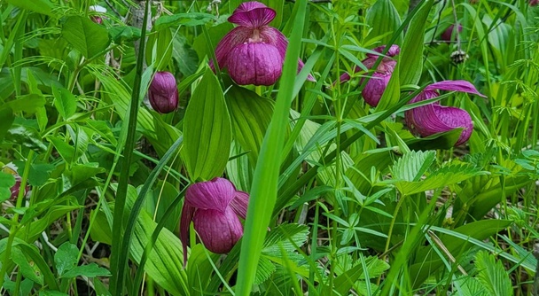 今しか出会えない&ldquo;幻の花&rdquo;アツモリソウ群生へ｜フラワーハイキングとゲルキャンプを満喫！