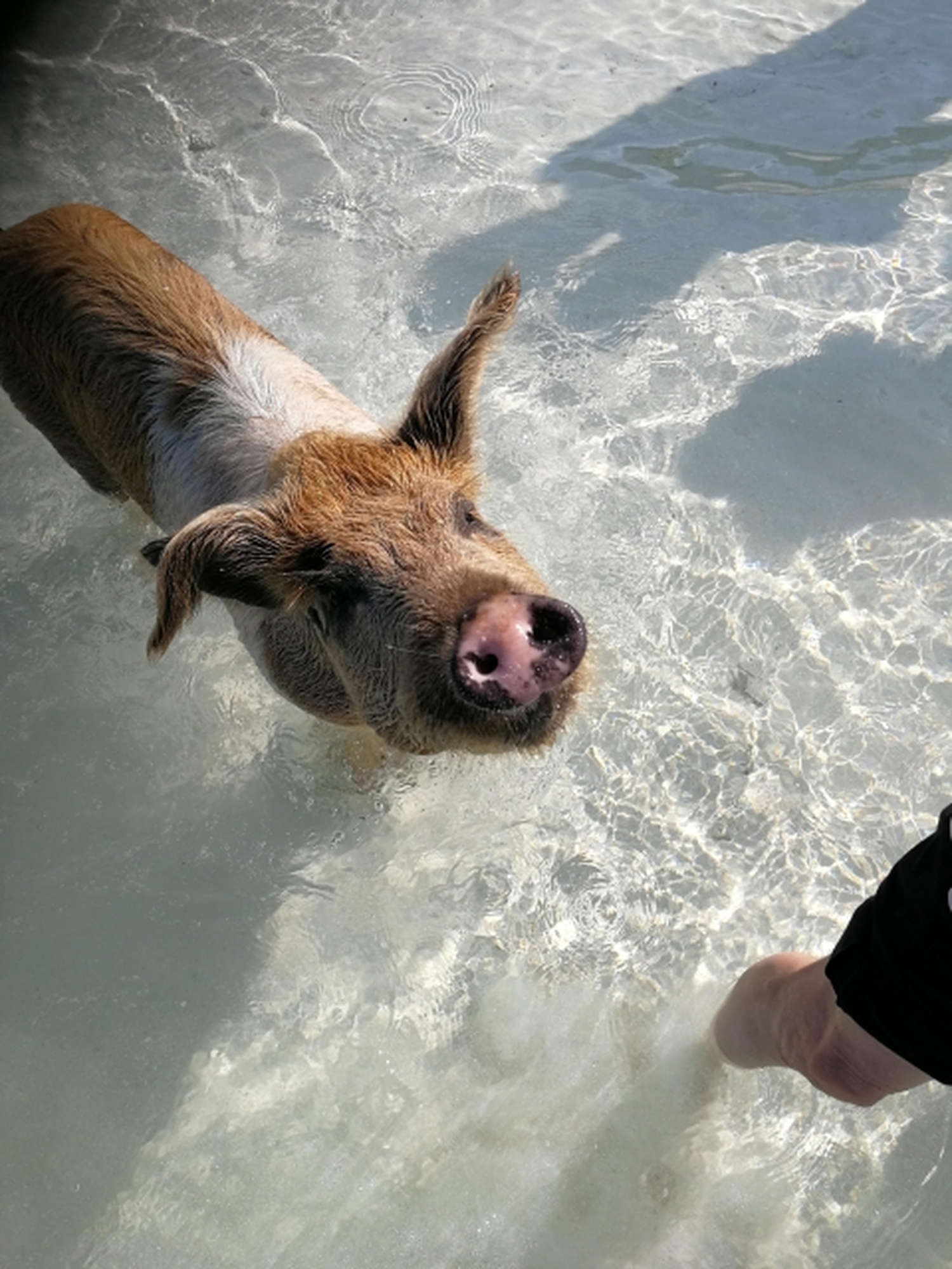 カリブの楽園バハマ&mdash;&mdash;エメラルドの海で、&ldquo;泳ぐブタに出会う&rdquo;1日