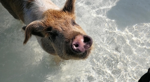 カリブの楽園バハマ&mdash;&mdash;エメラルドの海で、&ldquo;泳ぐブタに出会う&rdquo;1日