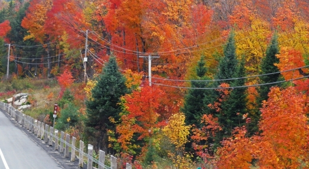 湖に映るカナダの紅葉を歩く。トロント発・アルゴンキン州立公園絶景ツアー