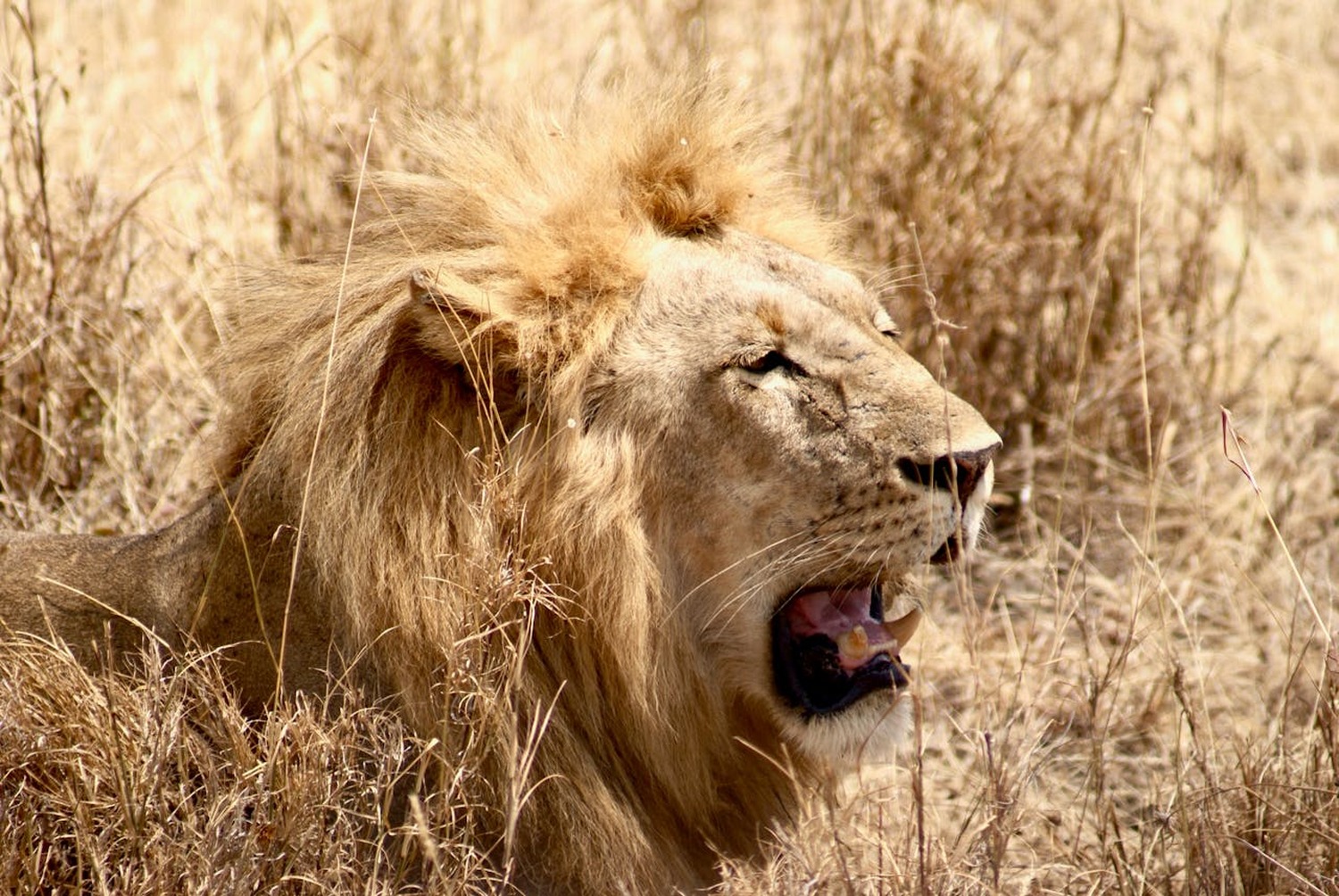 世界最大の動物の楽園へ｜世界のVIPが憧れるセレンゲティ国立公園＆ンゴロンゴロ