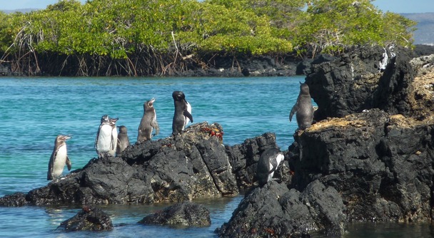 あなたもガラパゴス島で進化の驚異を体験してみませんか？