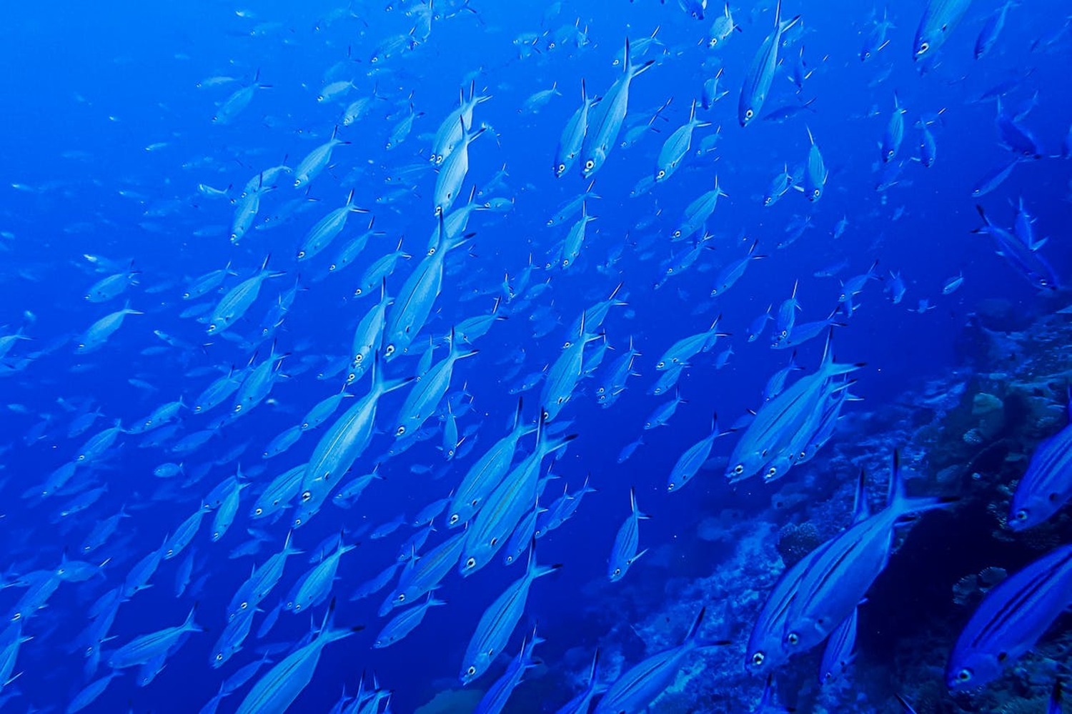 【セブ島の感動体験No.1級】奇跡の海へ！イワシの大群とウミガメに会いに行こう