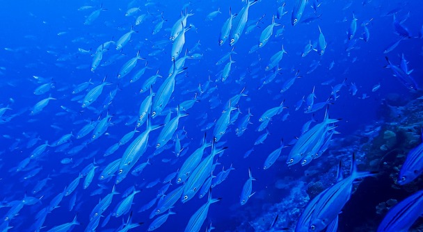 【セブ島の感動体験No.1級】奇跡の海へ！イワシの大群とウミガメに会いに行こう