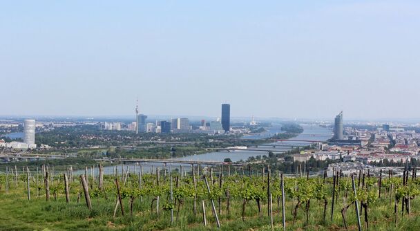 ウィーン観光2日目に必ず行きたい！絶景の北の森で過ごす特別な一日