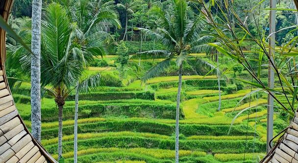 絶景の先に知られざる物語がある！バリ島の歴史と文化を巡るウブド＆世界遺産