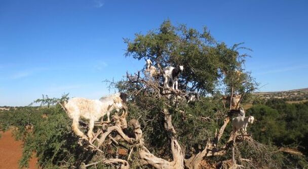 ヤギだって美肌になりたい！モロッコのアルガンの樹に登る訳は…