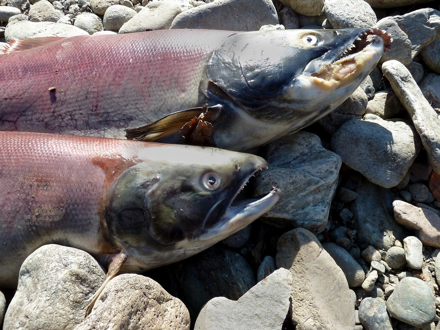 サーモンフィッシングの聖地キャンベルリバーで豪快な釣り体験を！