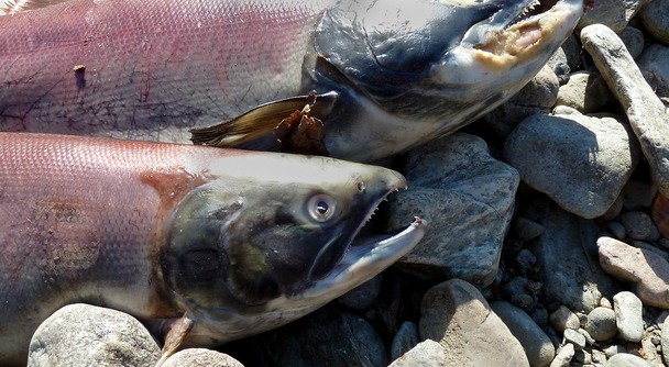 サーモンフィッシングの聖地キャンベルリバーで豪快な釣り体験を！