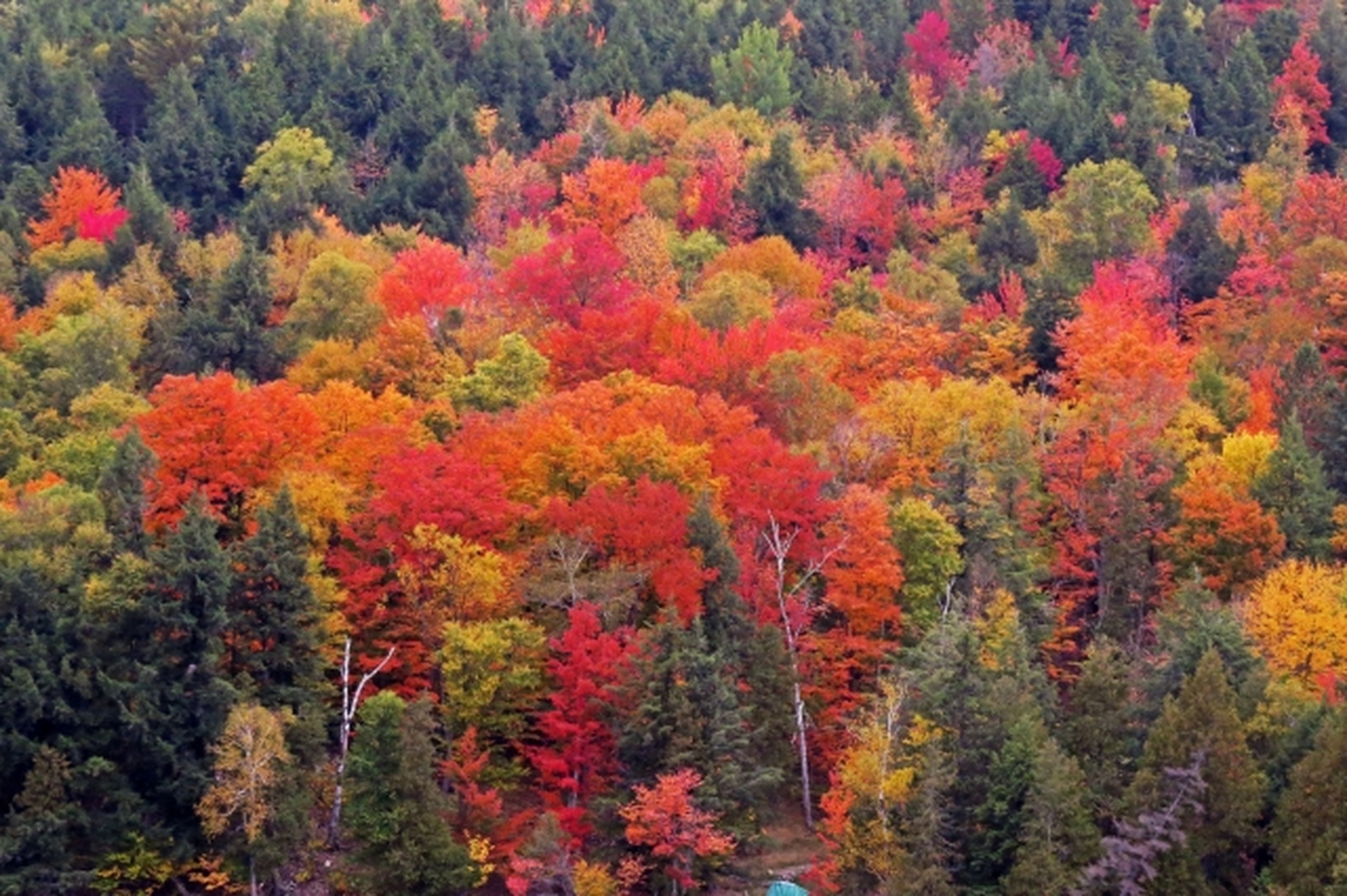 ローレンシャン高原：世界で最も美しい紅葉狩りを楽しみませんか？