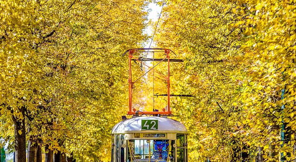 秋旅最高！黄金のプラハ市内観光