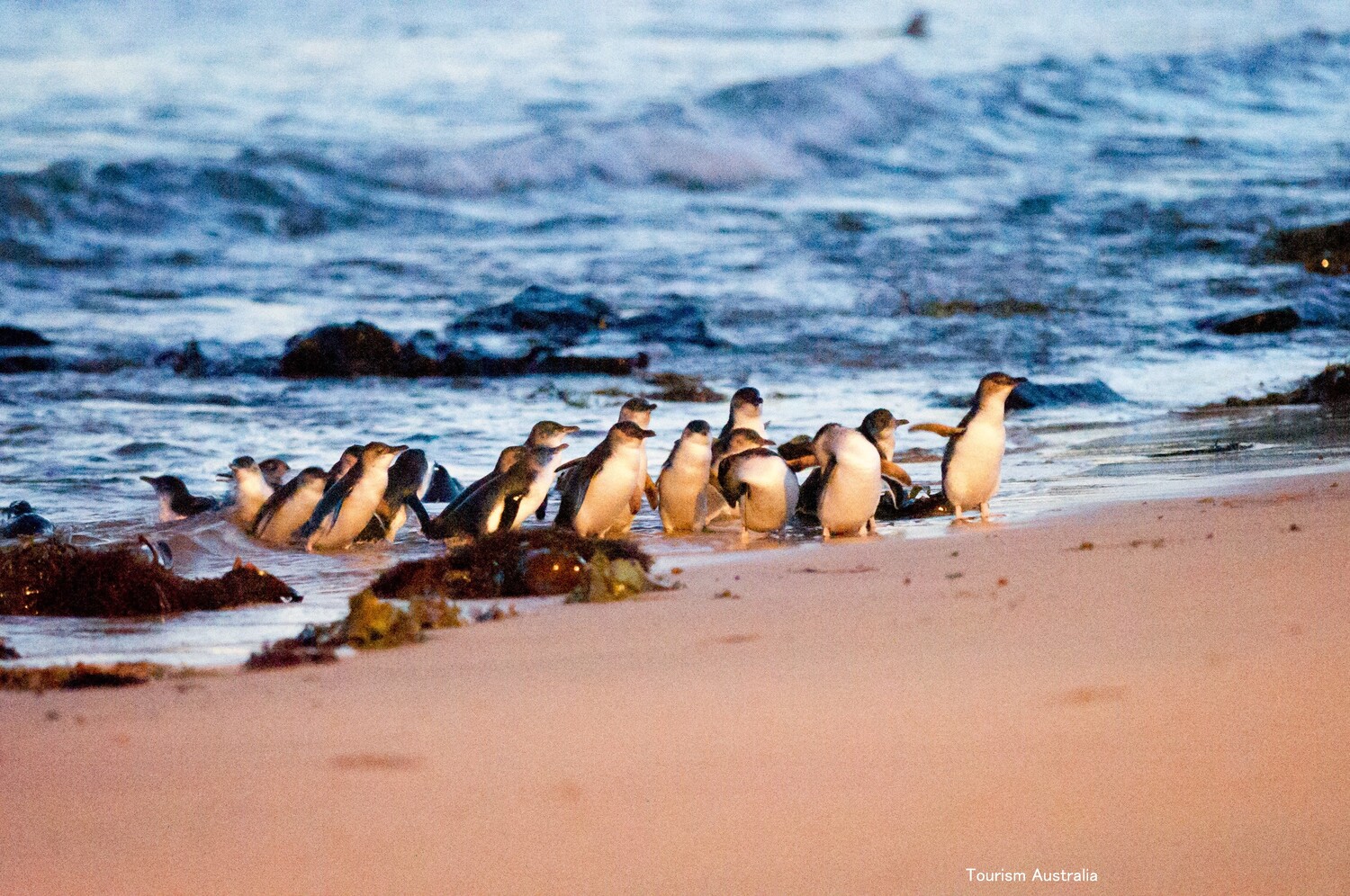 残席僅少！大人気のペンギンパレード＆ワイルドライフパークツアー