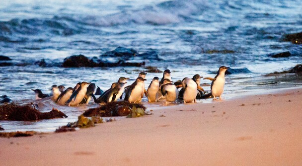 残席僅少！大人気のペンギンパレード＆ワイルドライフパークツアー