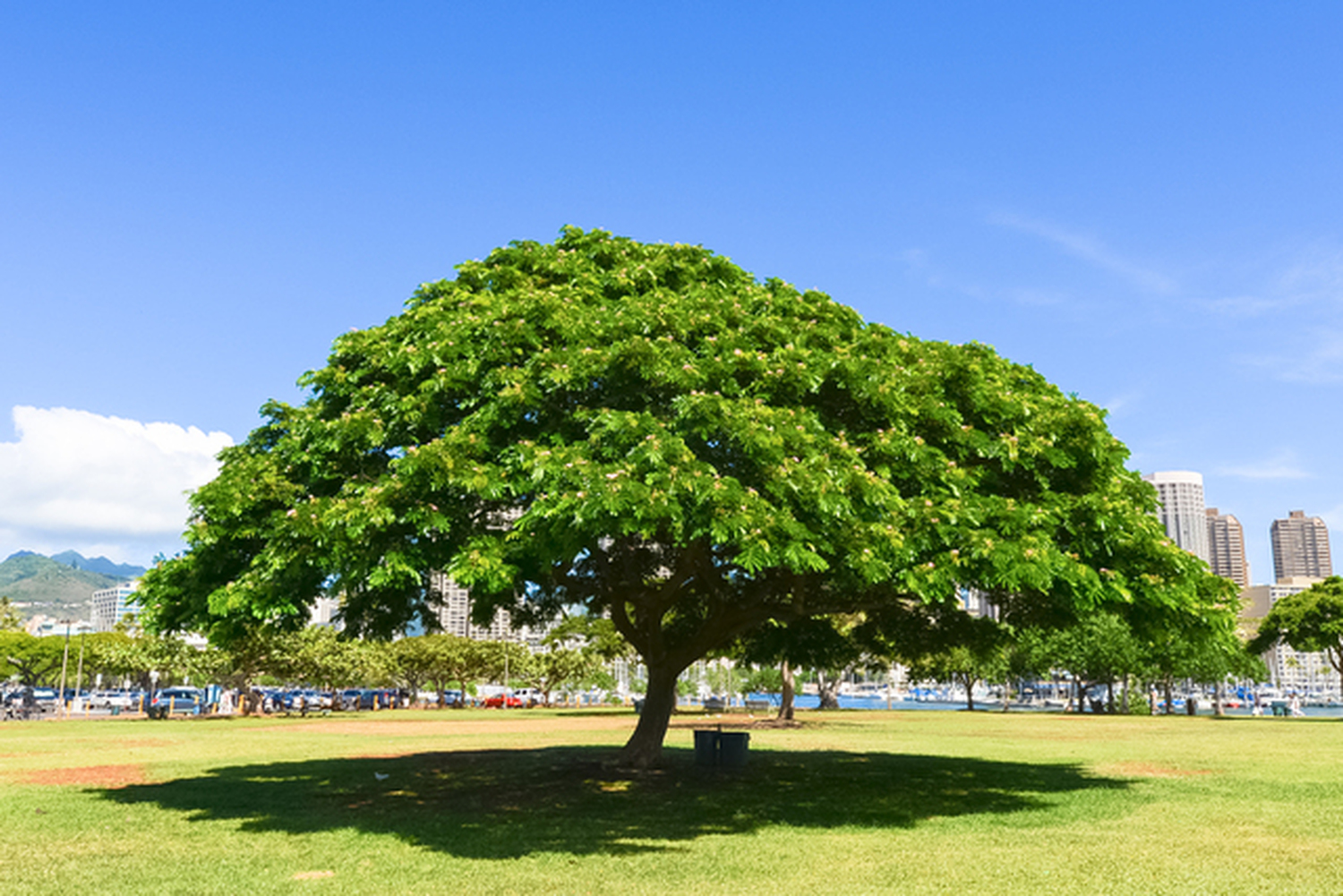 ザトウクジラも、鉄男君も、もう昔の値段に戻らないと腹を括った人も&hellip;エンジョイ！ハワイ！