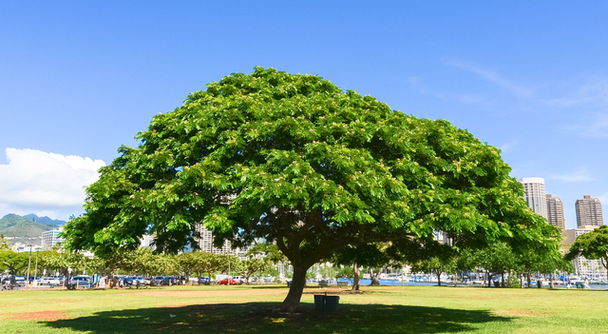 ザトウクジラも、鉄男君も、もう昔の値段に戻らないと腹を括った人も&hellip;エンジョイ！ハワイ！