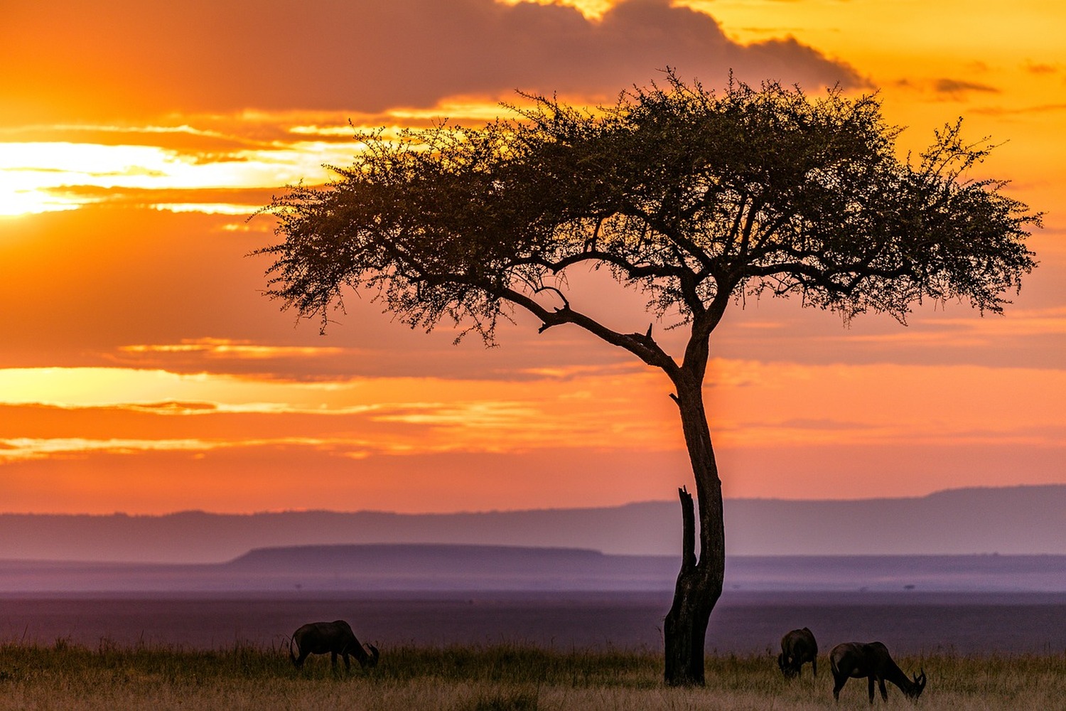 『野生の王国』マサイマラ自然保護区は人生を変えるほどの大きな感動があるかもしれません！