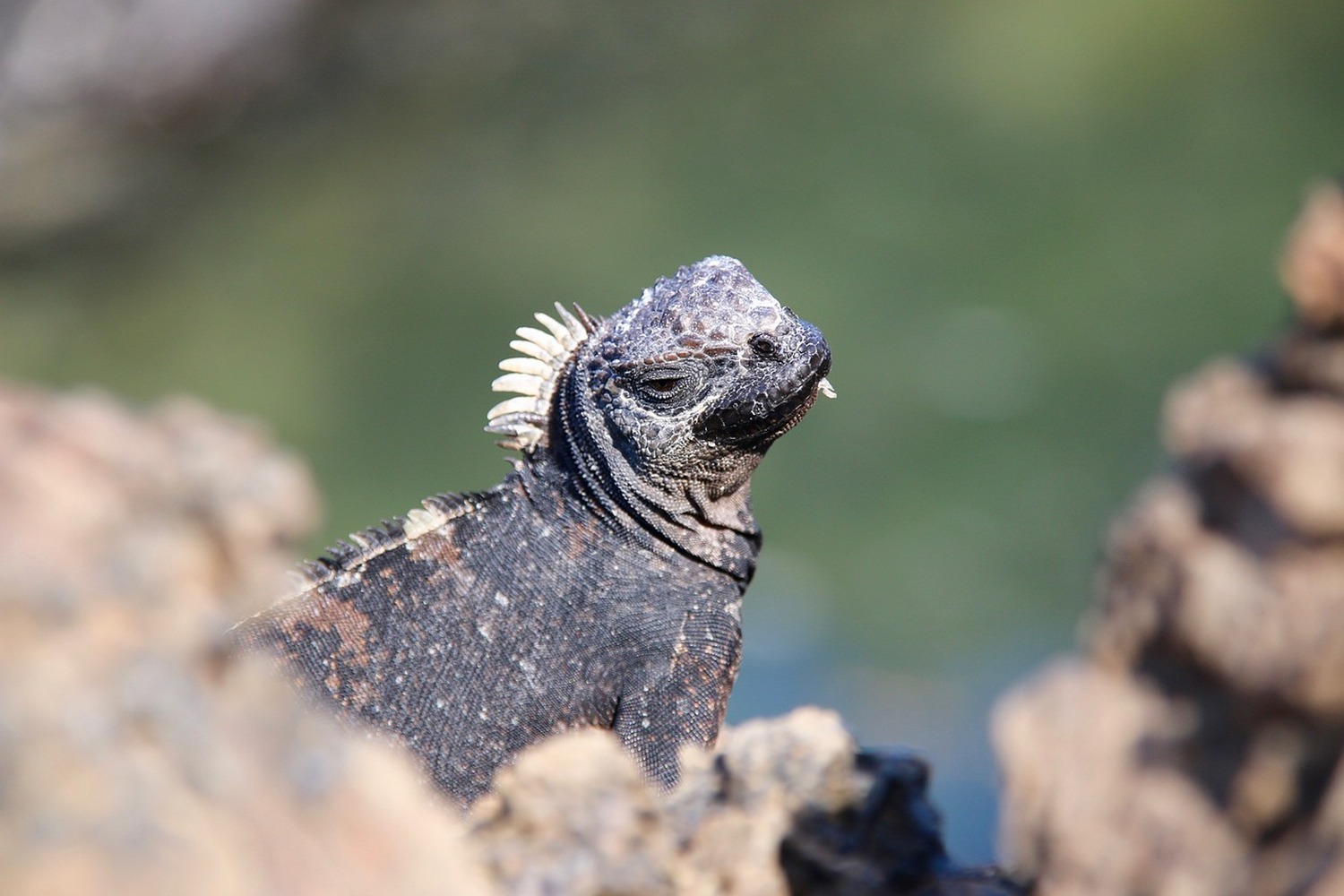 ガラパゴス国立公園の入島料について