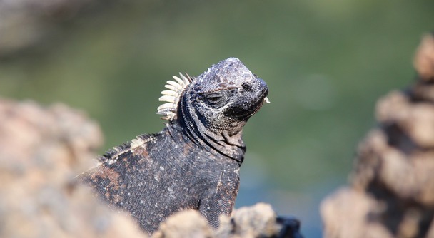 ガラパゴス国立公園の入島料について