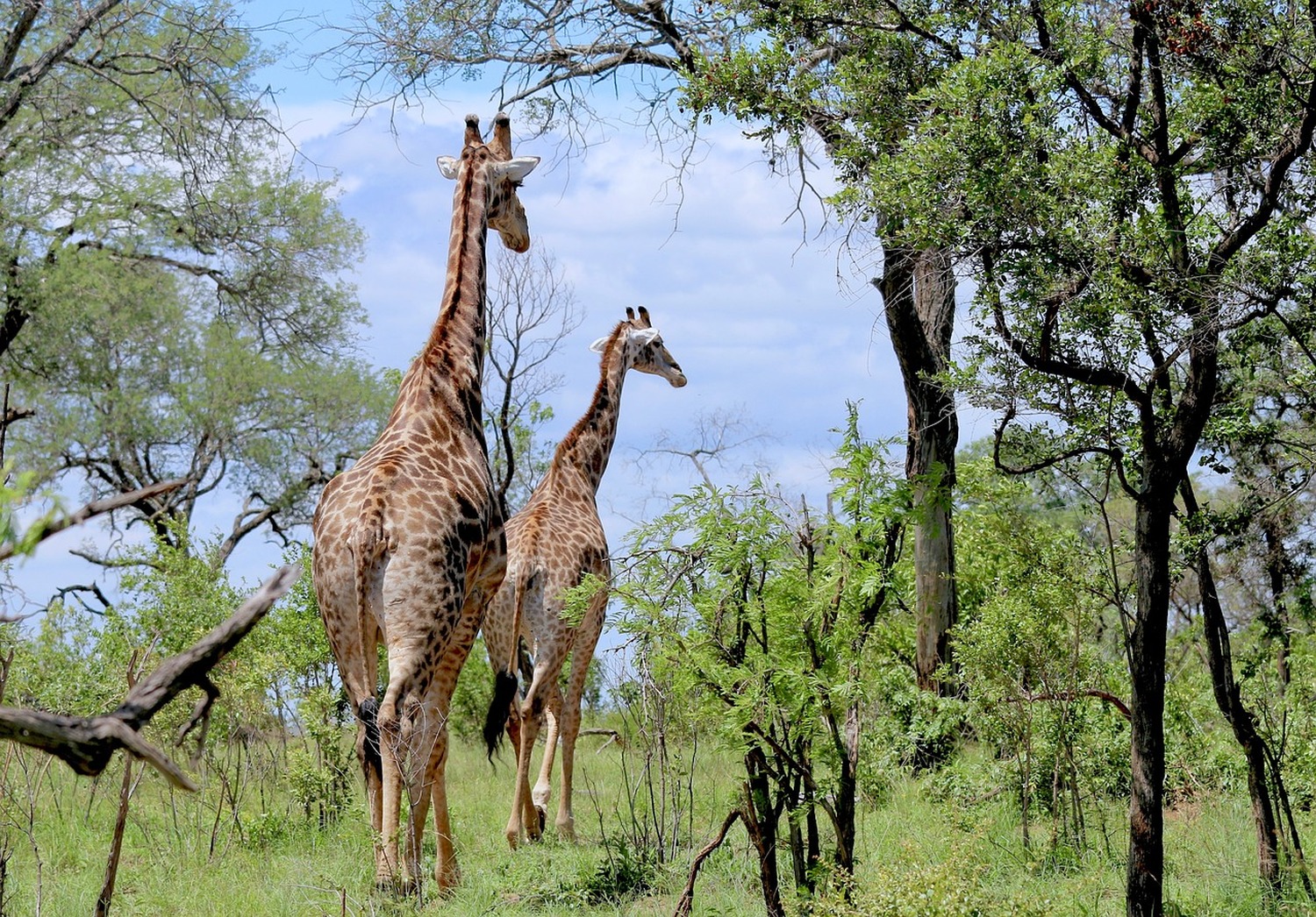 タンザニアの多様な野生動物や豊かな大自然は人類の宝！美しい地球を守りたい！