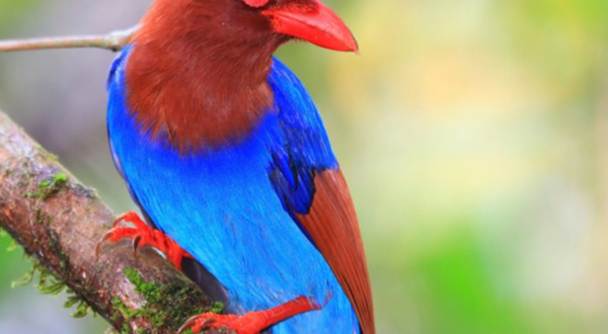 スリランカ・ハイキング！世界遺産シンハラージャ森林保護区で野鳥観察の旅はいかが？