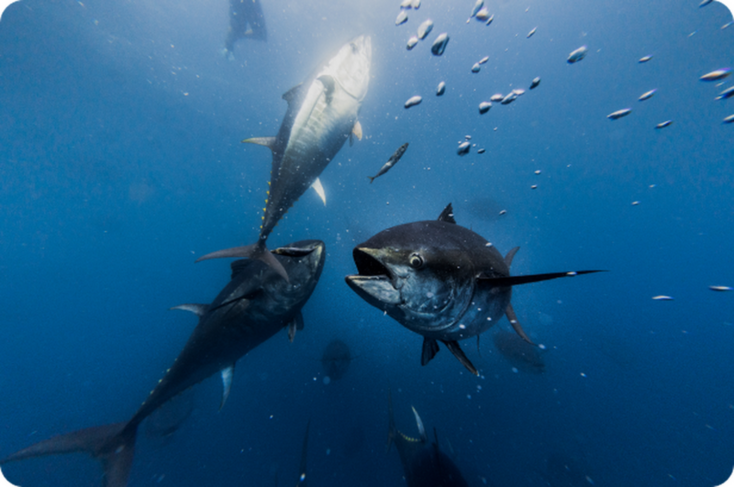 バルセロナ発　マグロと泳ぐツナツアー