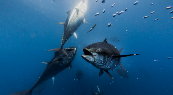 バルセロナ発　マグロと泳ぐツナツアー