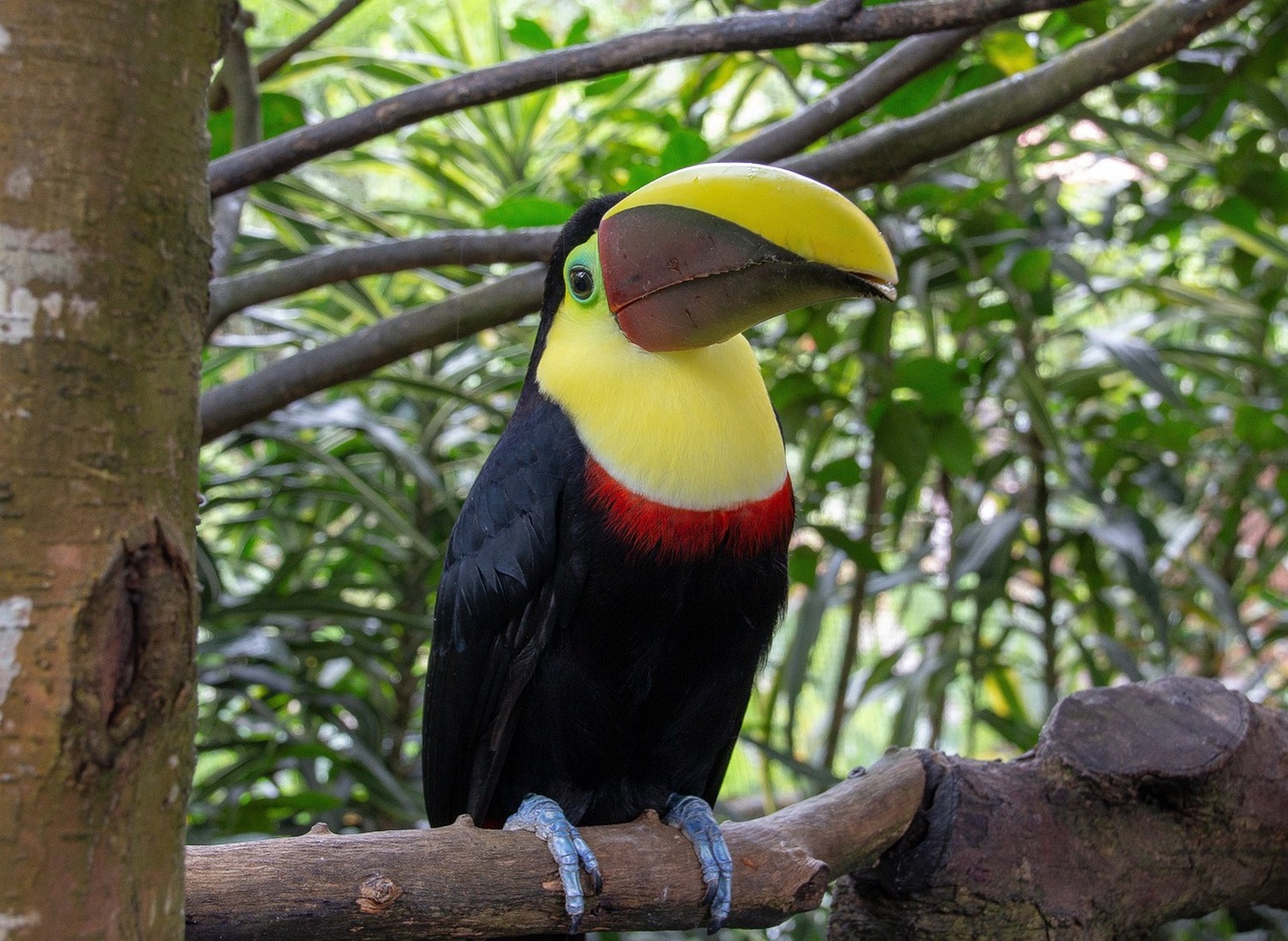 新しい感覚のエコツーリズムの国、コスタリカで温泉・野鳥・ハイキング満喫の旅を！