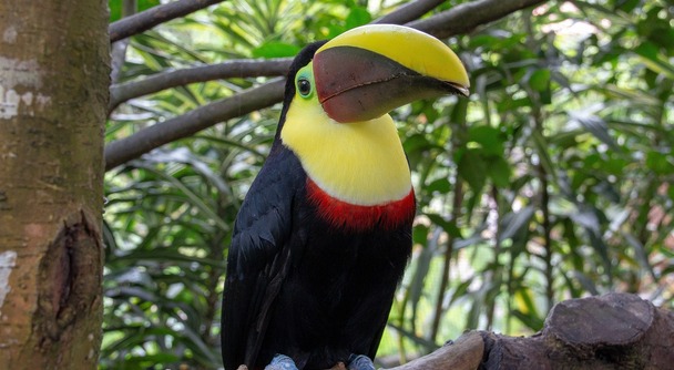 新しい感覚のエコツーリズムの国、コスタリカで温泉・野鳥・ハイキング満喫の旅を！