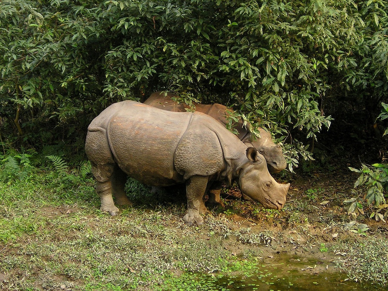 世界遺産チトワン自然公園で、象に乗って野生動物の宝庫を冒険してみませんか？