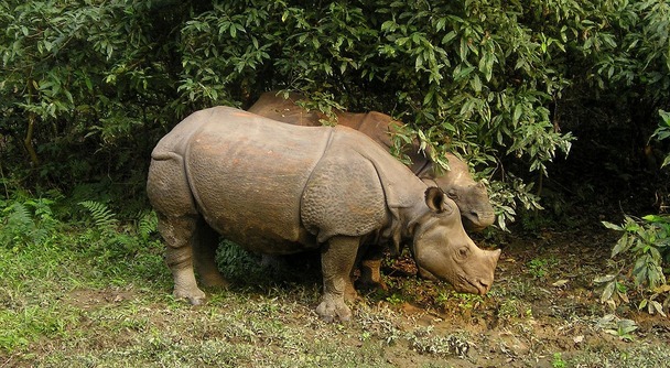 世界遺産チトワン自然公園で、象に乗って野生動物の宝庫を冒険してみませんか？