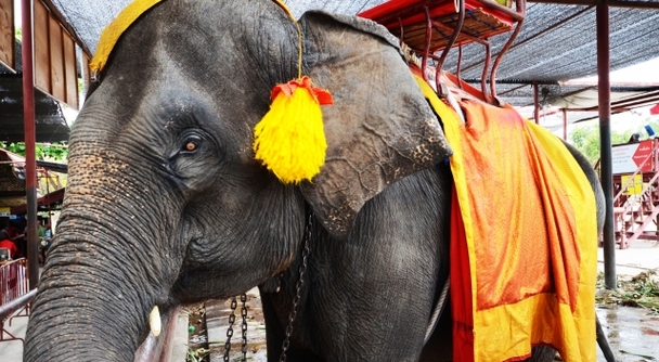 バンコクとアユタヤの寺院めぐりで開運招福の楽しい1日観光を！