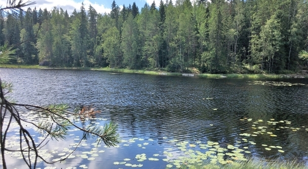 北欧の森に癒される：ヘルシンキ発ヌークシオ半日ツアー
