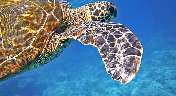 春から縁起がいい！ウミガメとの遭遇。初心者もリピーターも楽しめる！ノースショアおすすめツアー