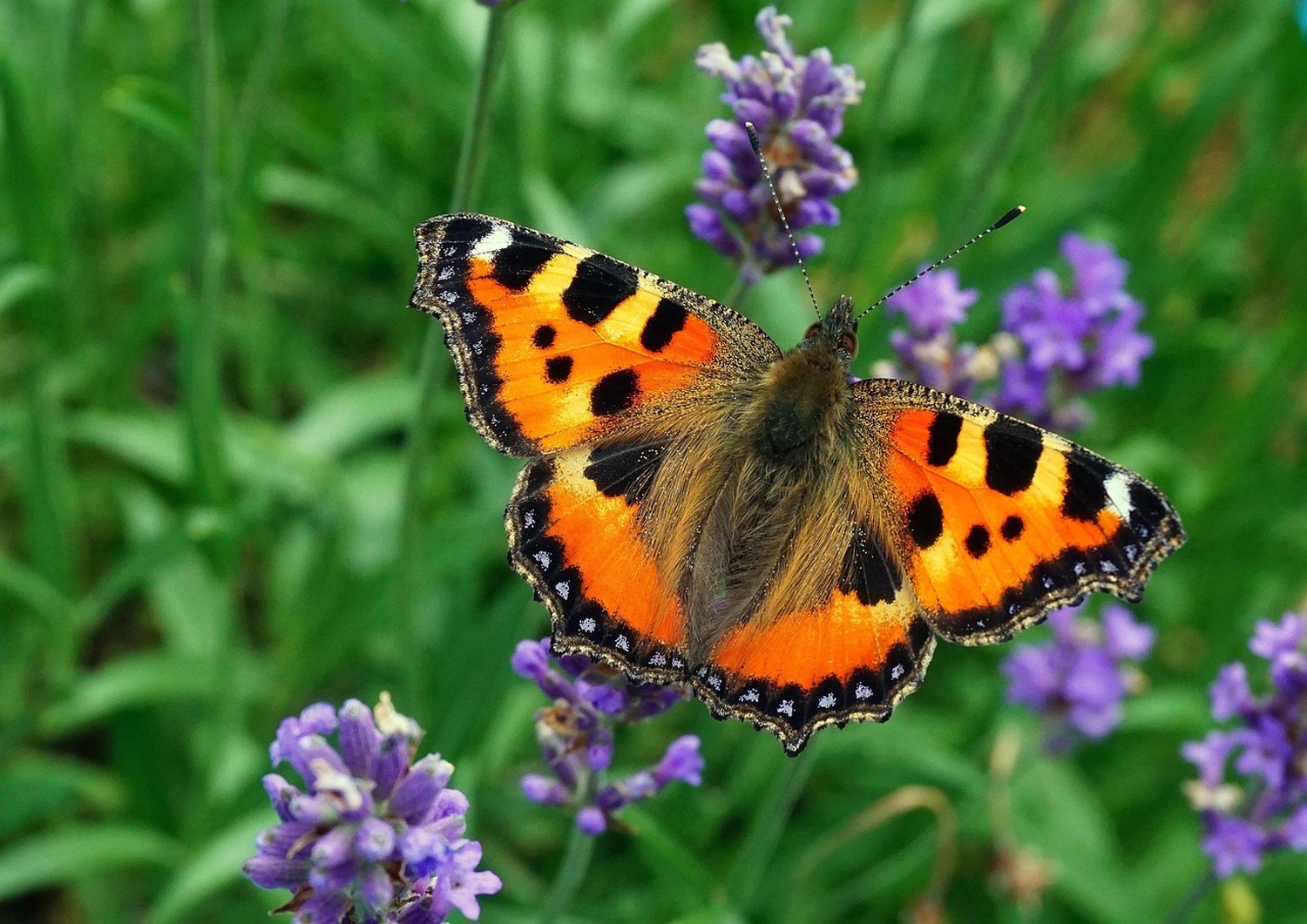 広大なモンゴルの自然とふれあいながら、希少な昆虫たちを観察できるモンゴル５日間の旅