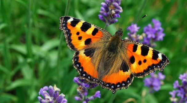 広大なモンゴルの自然とふれあいながら、希少な昆虫たちを観察できるモンゴル５日間の旅