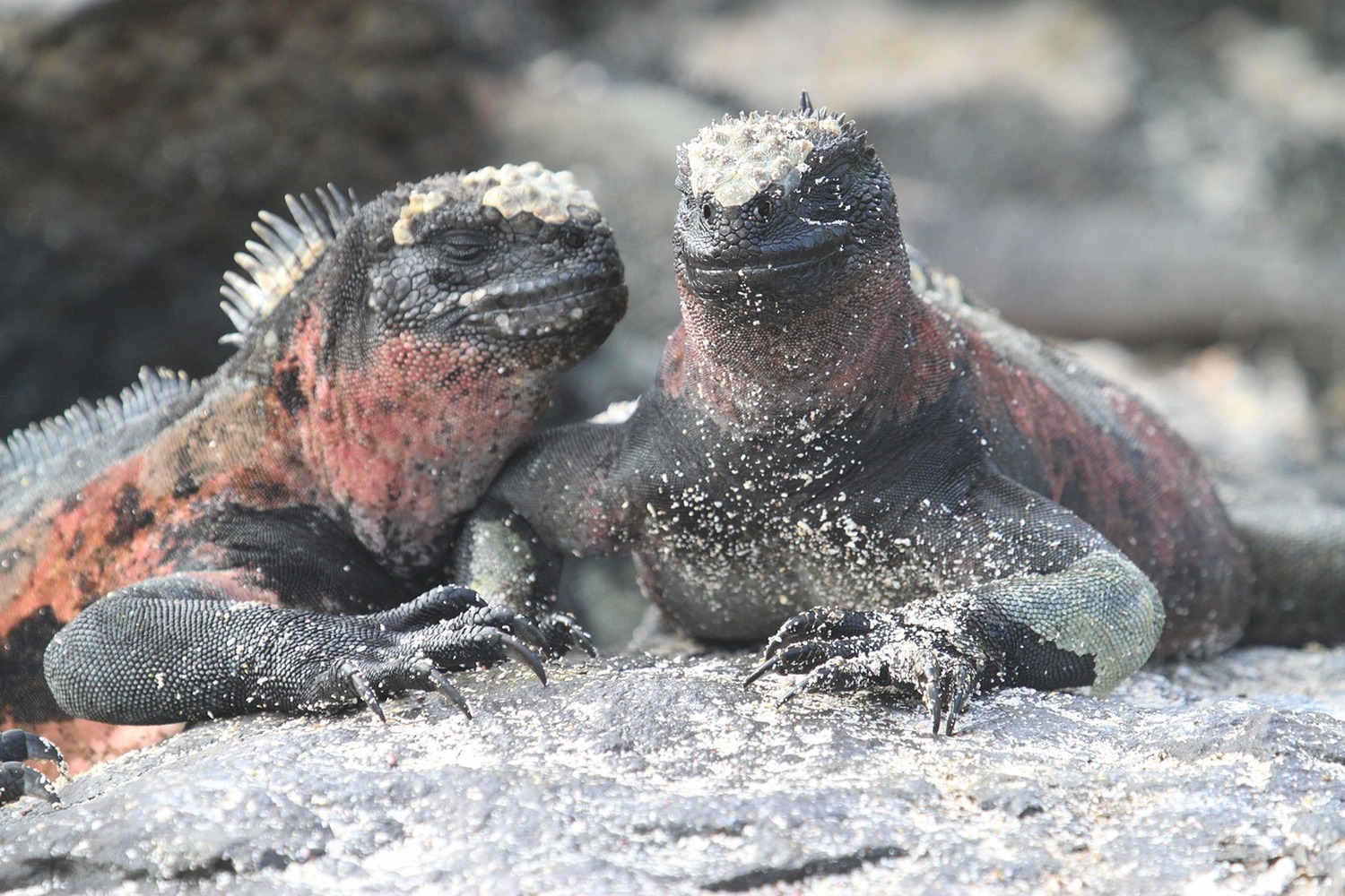 世界遺産第1号の奇跡、ガラパゴス──生命と進化が息づく地球最後の楽園へ！
